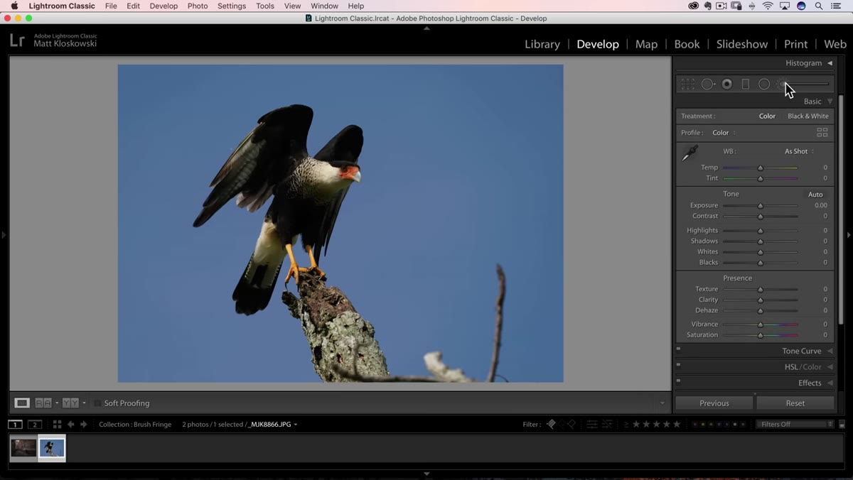 Lightroom brush tool selected, photo of bird open