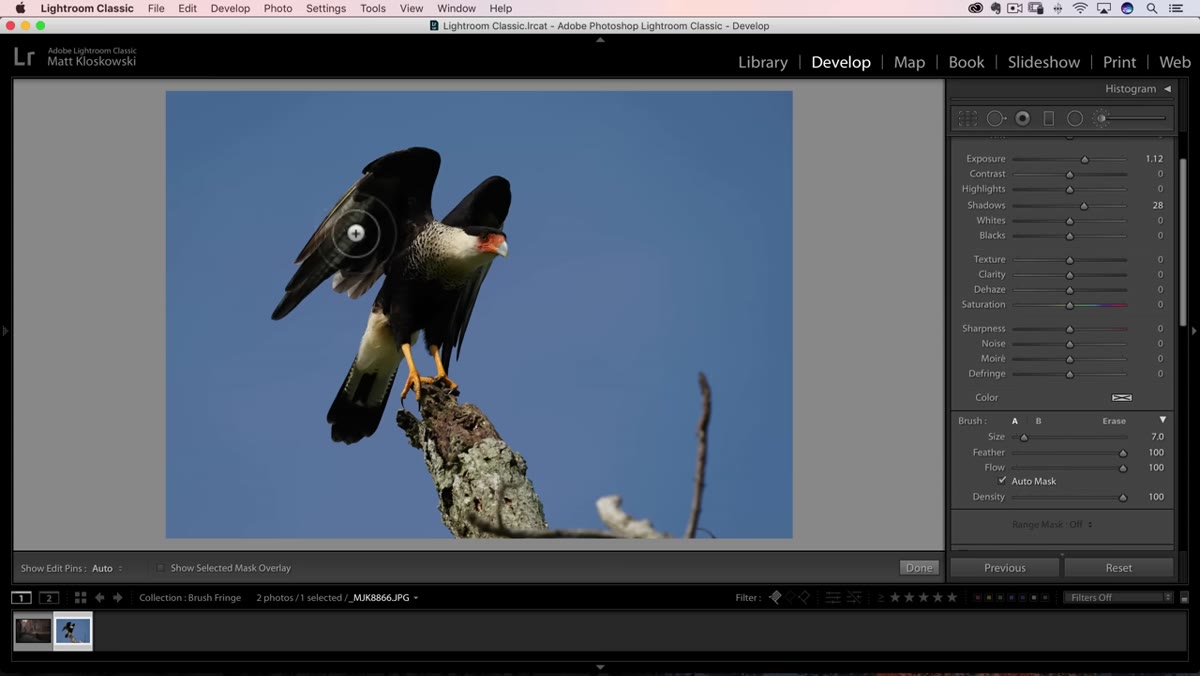 Auto Mask checkbox enabled, brush painting bird edges