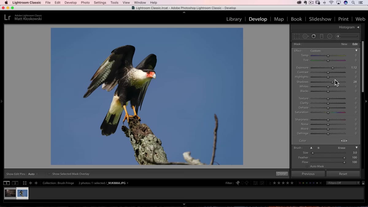 Red overlay visible showing brush mask coverage on bird